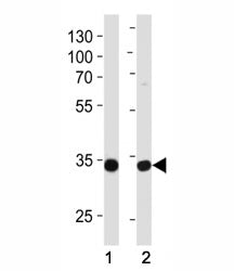 TAZ Antibody