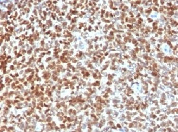 NKX2.2 Antibody