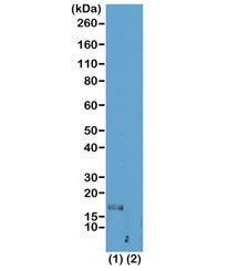Western blot test of acid extracts of HeLa cells (1) and recombinant histone H3.3 (2), using recombi