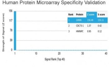 Recombinant Geminin Antibody / GMNN