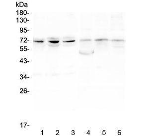 Western blot testing of 1) human PC-3, 2) human A549, 3) human HepG2, 4) rat ovary, 5) rat lung and 
