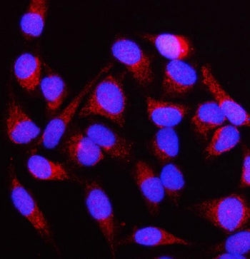 Immunofluorescent staining of FFPE human HeLa cells with NUBPL antibody (red) and DAPI nuclear stain