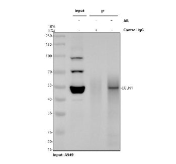 EGLN1 Antibody / Egl nine homolog 1 / PHD2, 100ug