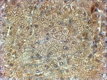 IHC testing of FFPE human liver with PON2 antibody at 2ug/ml. HIER: steamed with pH6 citrate buffer,