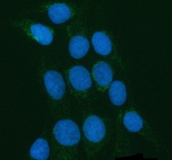 Immunofluorescent staining of POLDIP2 using anti-POLDIP2 antibody (green). POLDIP2 was detected in a