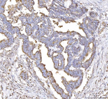 PLP2 Antibody / Proteolipid protein 2