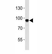 Sirt1 Antibody