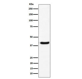 Western blot testing of human U-87 MG cell lysate with GNAI2 antibody. Predicted molecular weight ~4