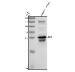 Western blot analysis of Trir protein using Zebrafish Trir antibody and zebrafish embryo tissue lysa