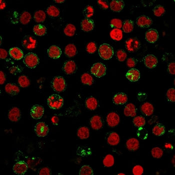 CD6 Antibody