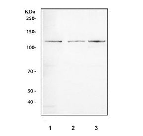 Western blot testing of 1) rat testis, 2) mouse testis and 3) mouse thymus tissue lysate with TRIF a