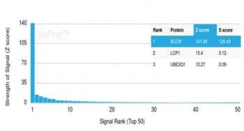 Analysis of a HuProt(TM) microarray containing more than 19,000 full-length human proteins using BCL