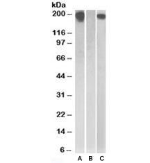 Western blot testing of HEK293 lysate overexpressing Human CSF1R with MYC tag with CSF1R antibody (0