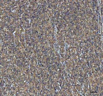 NSG1 Antibody / NEEP21
