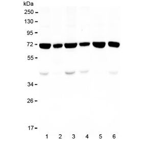 Western blot testing of human 1) HeLa, 2) placenta, 3) K562, 4) U-2 OS, 5) ThP1 and 6) A549 lysate w