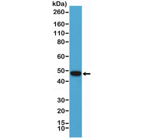 Western blot testing of human Raji cell lysate with PAX-5 antibody at 1:1000. Predicted molecular we