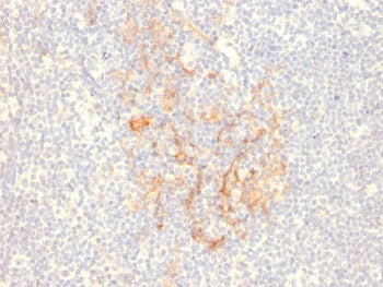 CD79b Antibody