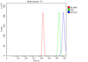Flow Cytometry analysis of human HEL cells using anti-MYLK3 antibody. Overlay histogram showing HEL 