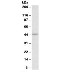Western blot testing of HepG2 lysate with CREB3 antibody at 0.3ug/ml. Predicted molecular weight: ~4
