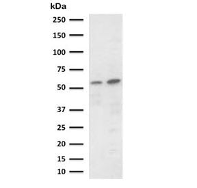 PD-L2 Antibody / Programmed death ligand 2 / CD273