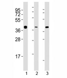 ERCC1 Antibody
