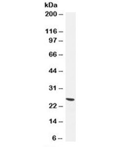 PGP9.5 / UchL1 Antibody