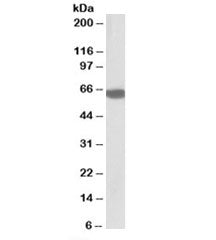 Western blot testing of human liver lysate with BTD antibody at 0.5ug/ml. Predicted molecular weight