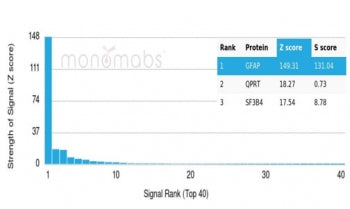 GFAP Antibody / Glial Fibrillary Acidic Protein