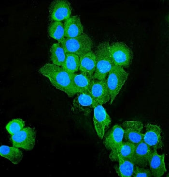 Immunofluorescent staining of FFPE human A431 cells with OCLN antibody (green) and DAPI nuclear stai