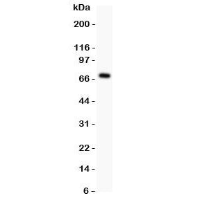 Perlecan Antibody