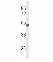 FOXG1 Antibody