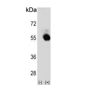 Western blot testing of 1) non-transfected and 2) transfected 293 cell lysate with SELENBP1 antibody