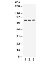 DNA polymerase eta Antibody / POLH