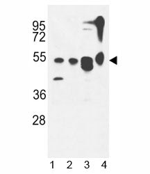 ATG13 Antibody