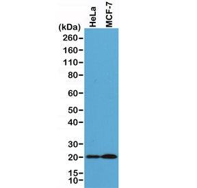 Western blot of human HeLa and MCF7 cell lysate using recombinant Smac antibody at 1:1000. Predicted