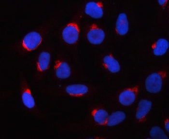 Immunofluorescent staining of FFPE human HeLa cells with PRRC1 antibody (red) and DAPI nuclear stain
