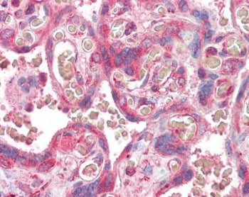 IHC testing of FFPE human placental tissue with ERV3 antibody at 3.75ug/ml. HIER: steamed antigen re