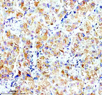 Immunohistochemical staining of OPN5 using anti-OPN5 antibody. OPN5 was detected in a paraffin-embed