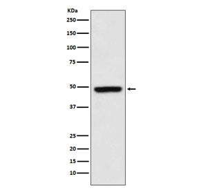 Western blot testing of human K562 cell lysate with MEIS1 antibody. Predicted molecular weight: ~43 