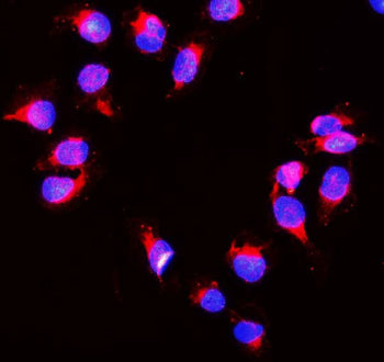 Immunofluorescent staining of FFPE human U-2 OS cells with PRDX1 antibody (red) and DAPI nuclear sta