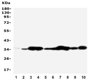 Annexin V Antibody