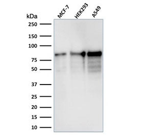 Western blot testing of human samples with MCM7 antibody (clone MCM7/1467). Expected molecular weigh
