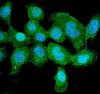 Immunofluorescent staining of FFPE human A431 cells with PNP antibody (green) and DAPI nuclear stain