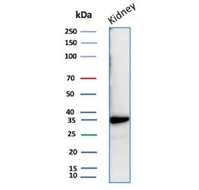 Western blot testing of human kidney tissue lysate with recombinant Napsin A antibody. Expected mole