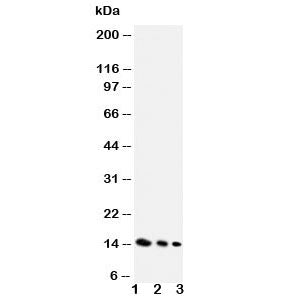 IL-4 Antibody