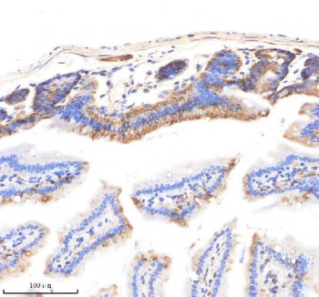 IHC staining of FFPE mouse small intestine tissue with EpCAM antibody. HIER: boil tissue sections in