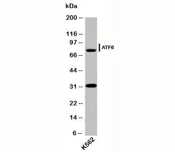 Western blot testing of human samples with ATF6 antibody (AF6229) at 2ug/ml. Predicted molecular wei
