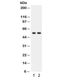 TRAF2 Antibody