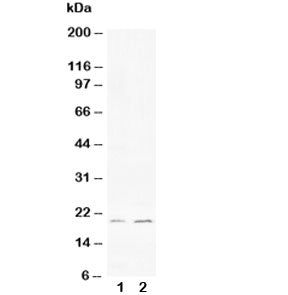 Bcl-XS Antibody