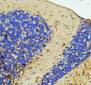 Immunohistochemical analysis of C9orf72 protein using C9orf72 antibody and paraffin-embedded zebrafi